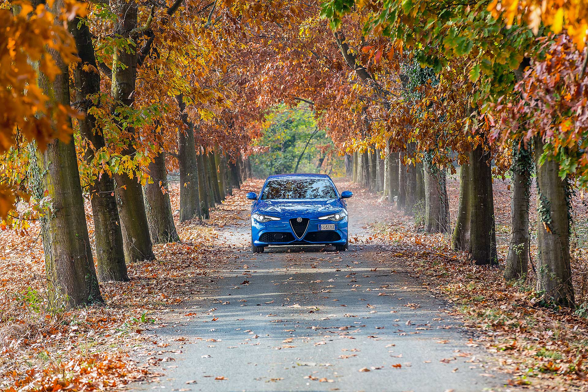 Alfa Romeo Giulia Veloce in strada alberata autunno su strada